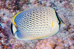 Chaetodon guttatissimus