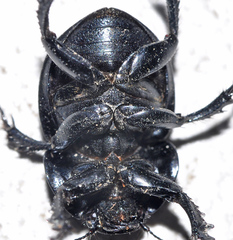 Thorectes lusitanicus