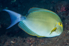 Acanthurus xanthopterus
