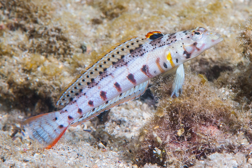 Spotted Sandperch