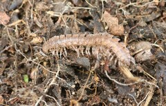 Polydesmus complanatus
