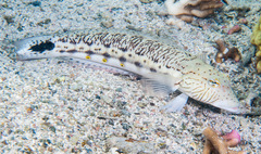 Parapercis hexophtalma