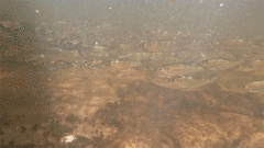 Alosa pseudoharengus