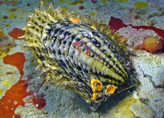 Black-Lip Pearl Shell