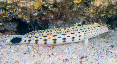 Parapercis hexophtalma