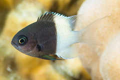 Pycnochromis dimidiatus