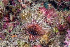 Pterois cincta