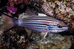 Cheilodipterus macrodon