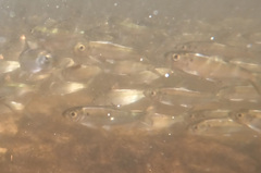 Alosa pseudoharengus