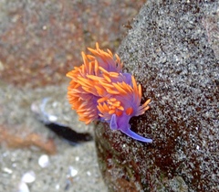 Flabellinopsis iodinea