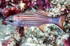 Cheilodipterus alleni