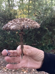 Fungi