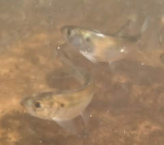 Alosa pseudoharengus