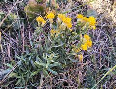 Galatella biflora