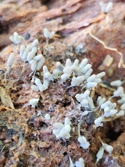 Arcyria cinerea