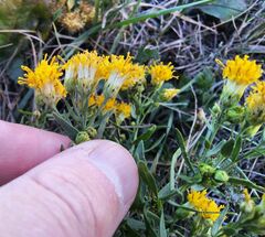 Galatella biflora