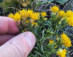 Galatella biflora
