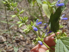Salvia amissa
