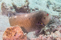 Novaculichthys taeniourus