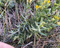 Galatella biflora