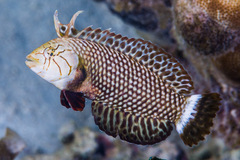 Novaculichthys taeniourus