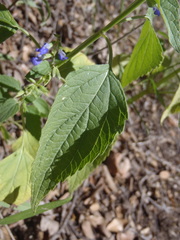 Salvia amissa