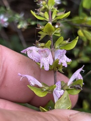 Clinopodium dentatum