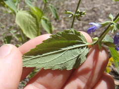 Salvia amissa