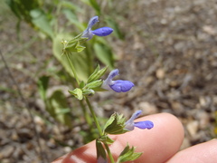 Salvia amissa