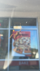Leptoglossus occidentalis