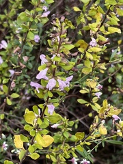 Clinopodium dentatum