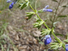 Salvia amissa