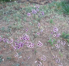 Leucocoryne purpurea