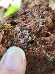 Arcyria cinerea
