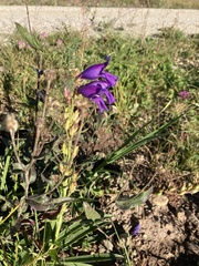 Penstemon strictus