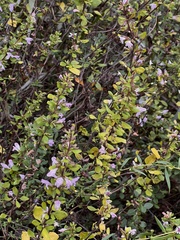 Clinopodium dentatum