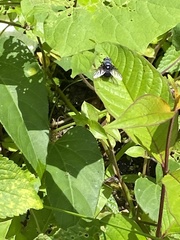 Oestroidea