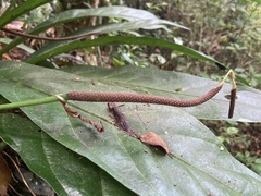 Anthurium crenatum