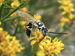 Myzinum maculatum
