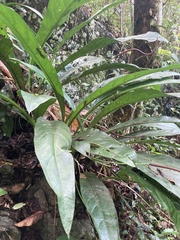 Anthurium crenatum