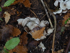 Clitocybe