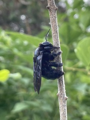 Xylocopa