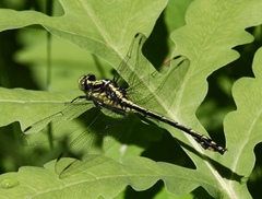 Dromogomphus spinosus
