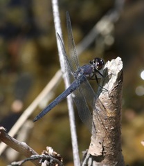 Libellula incesta