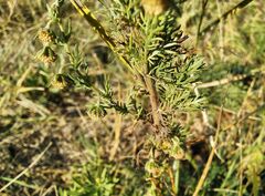 Artemisia jacutica