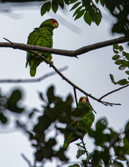 Amazona albifrons