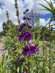 Penstemon gentianoides