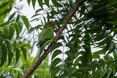 Eupsittula canicularis