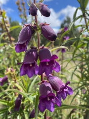Penstemon gentianoides