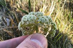 Apiaceae